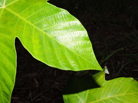 Cecropia insignis Liebm.的圖片