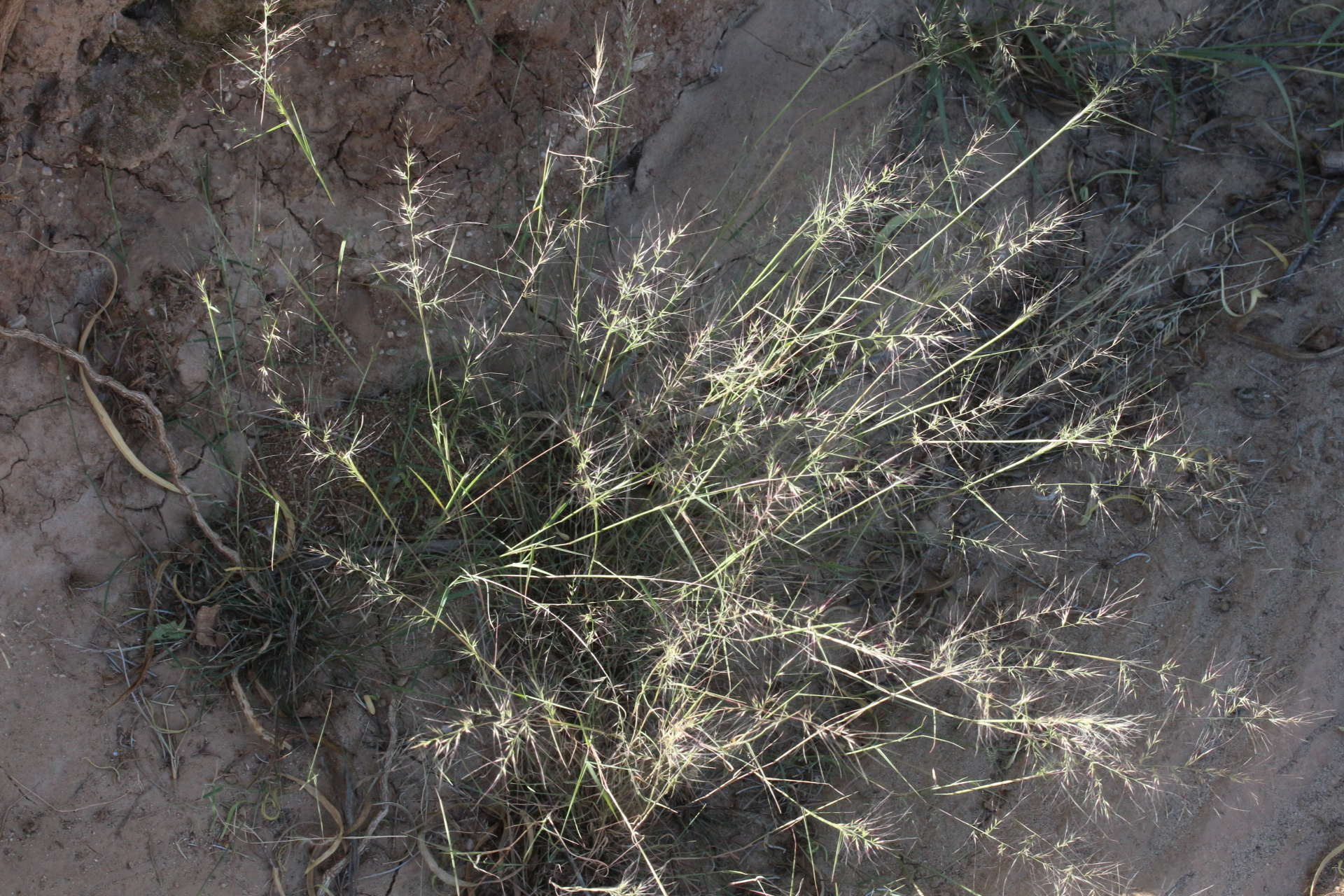 Image of littleseed muhly