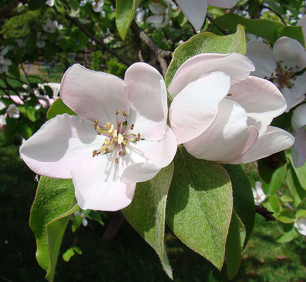 Image of Rosaceae
