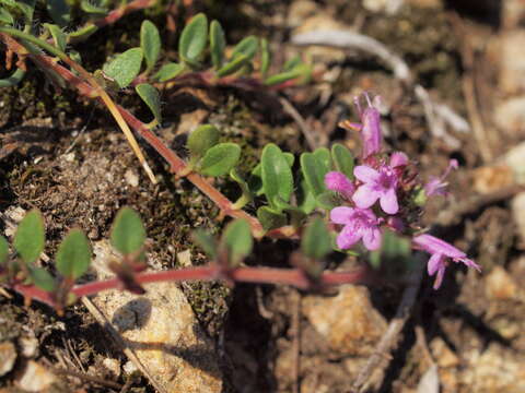 Thymus praecox subsp. praecox resmi