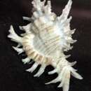 Image of Hexaplex cichoreum