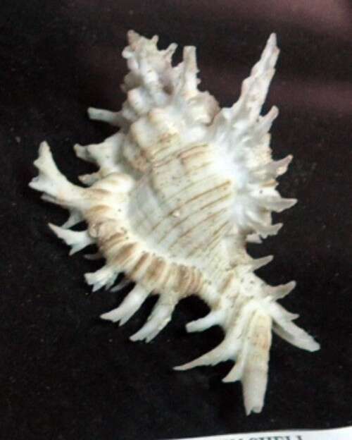 Image of Hexaplex Perry 1810