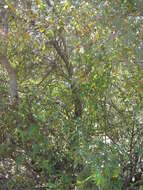 Image de Berberis fremontii Torr.