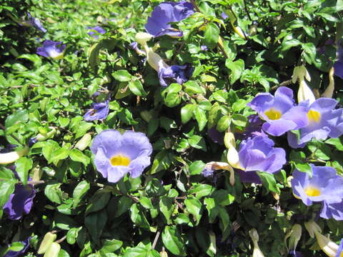 Image of Bengal clock vine