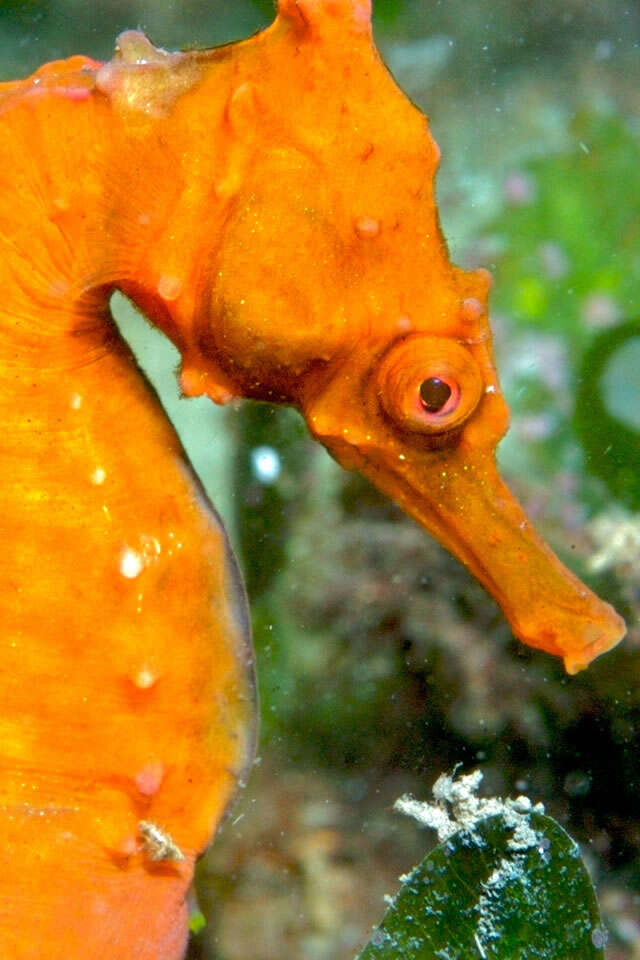 Image of seahorses