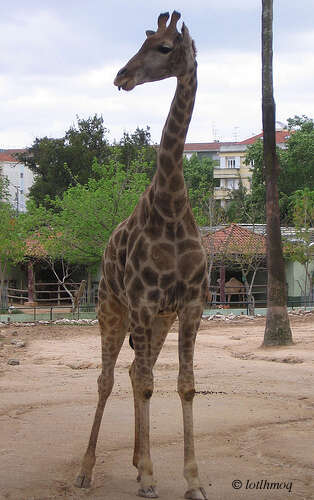 Image de Girafe du Sud