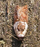 Image of fruit tortricid moth