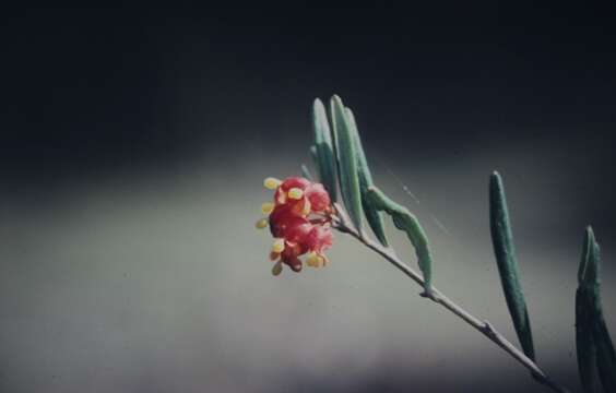 Image of Grevillea fasciculata R. Br.