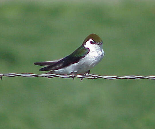 Imagem de Tachycineta Cabanis 1851