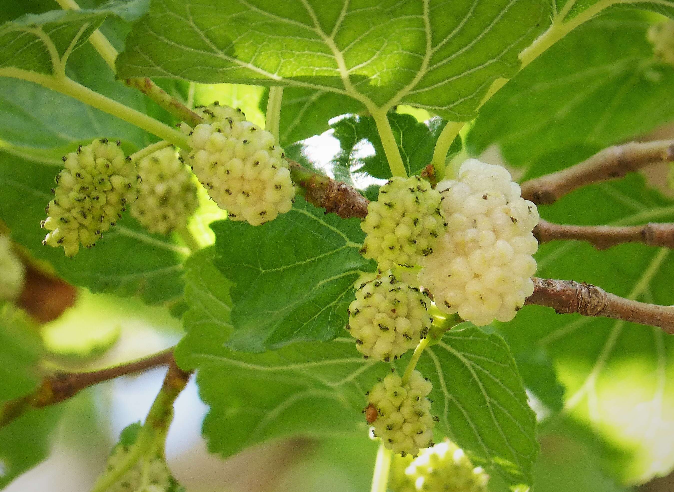 Image of mulberry