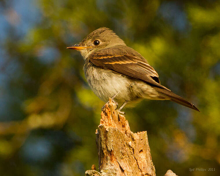 Image of Empidonax Cabanis 1855