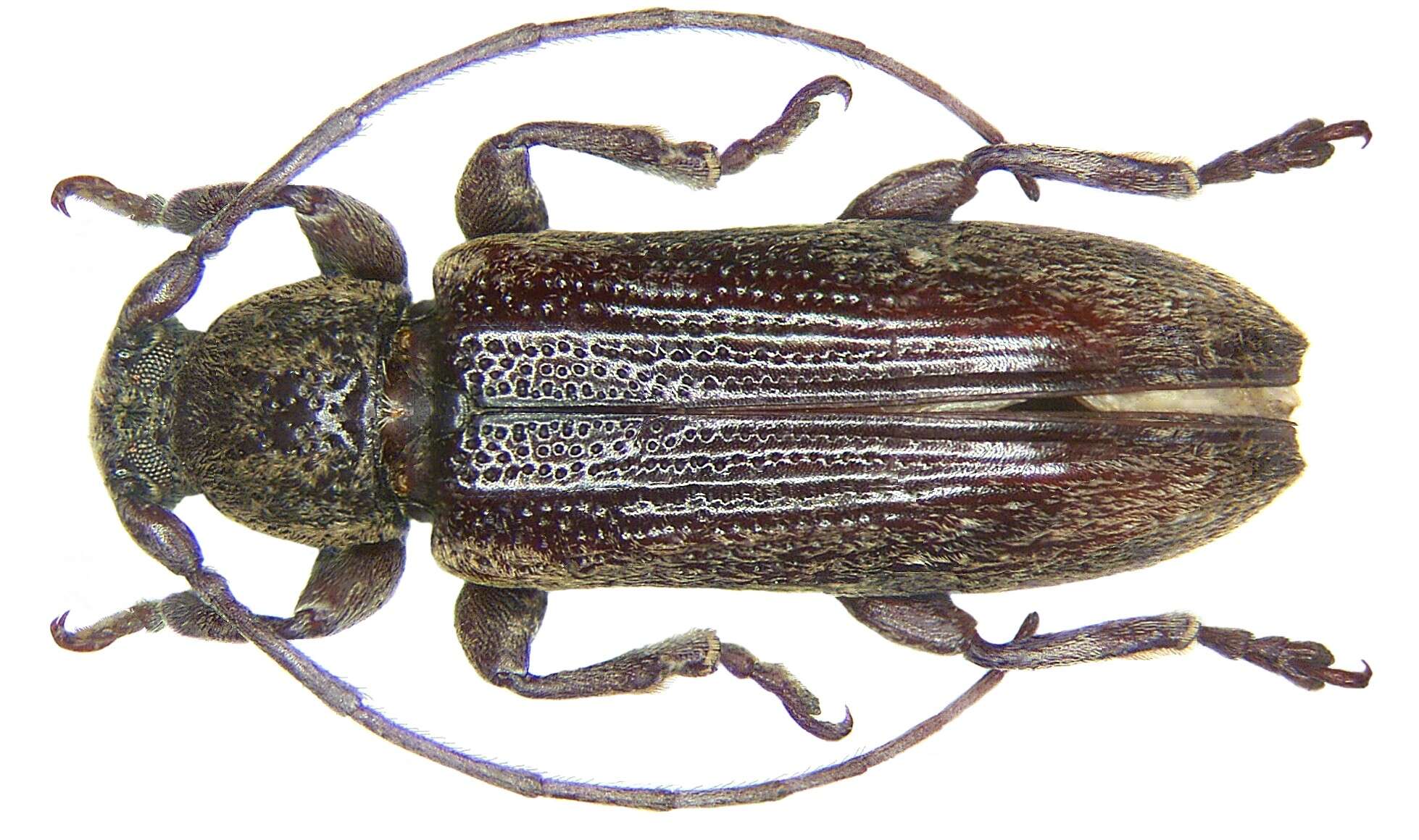 Image of Mycerinopsis fusca (Breuning 1970)