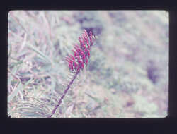 Слика од Trematolobelia singularis H. St. John
