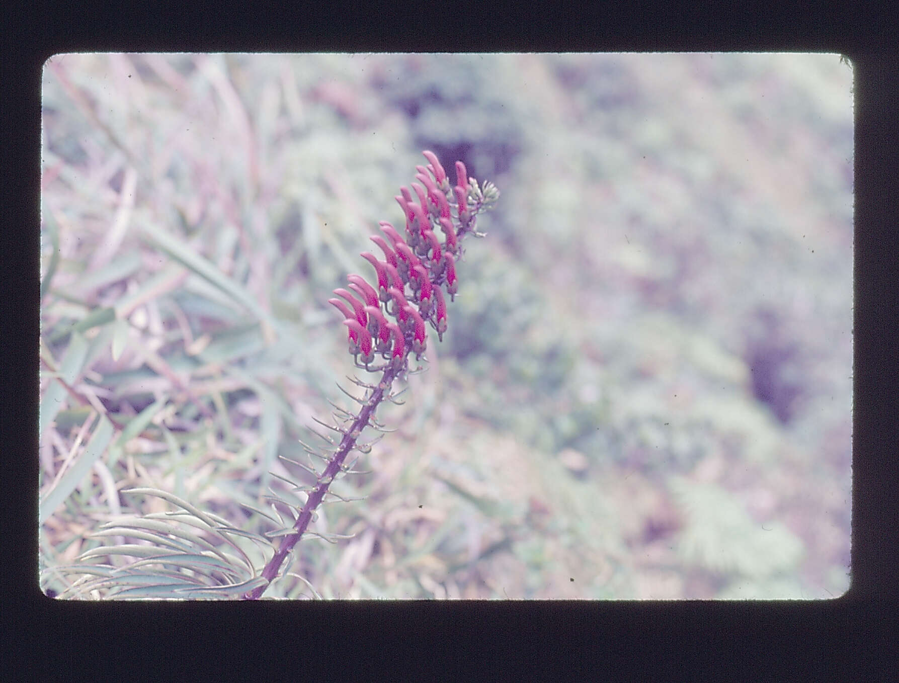 Слика од Trematolobelia singularis H. St. John