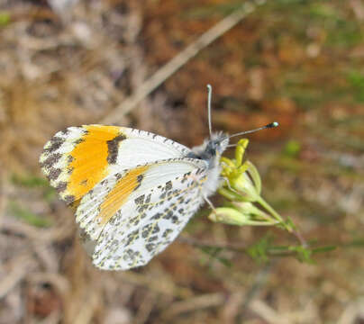 Image of Orangetips