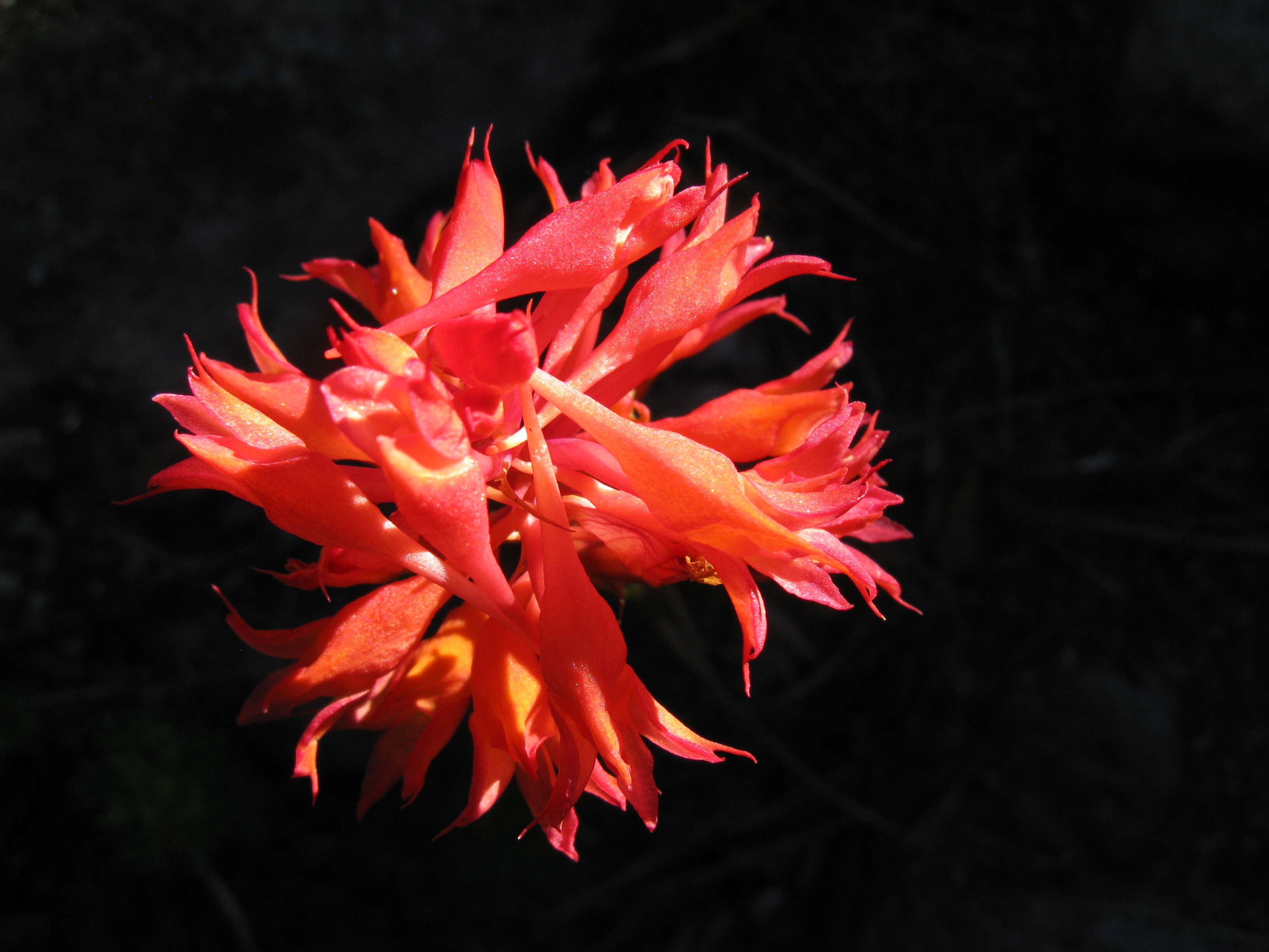 Image de Disa ferruginea Sw.