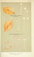 Image of Mycena capillaris (Schumach.) P. Kumm. 1871