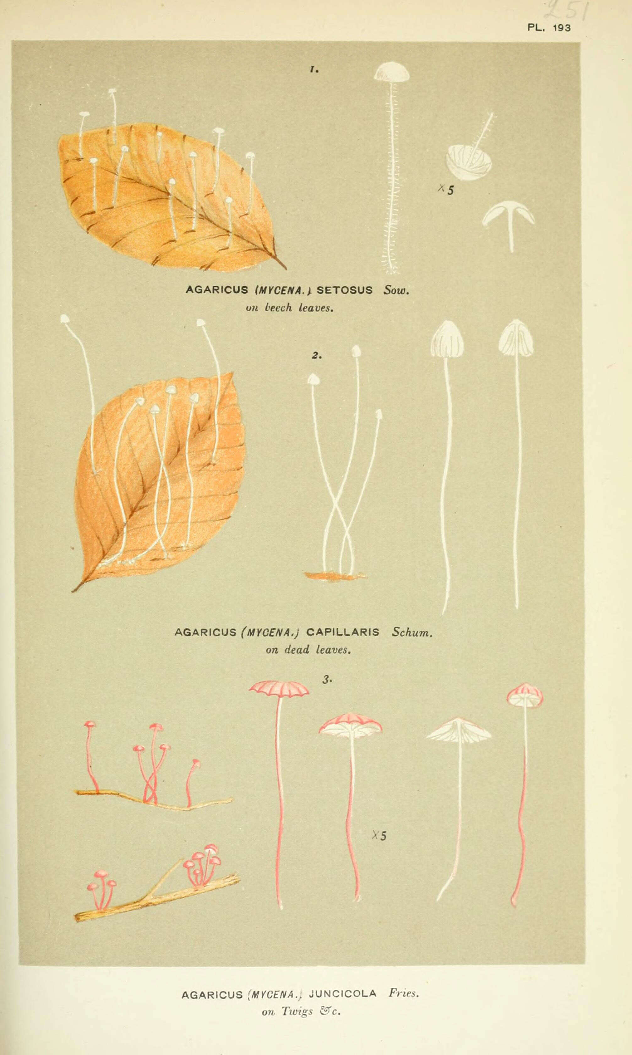 Image of Mycena capillaris (Schumach.) P. Kumm. 1871