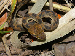 Image of cat-eyed snakes