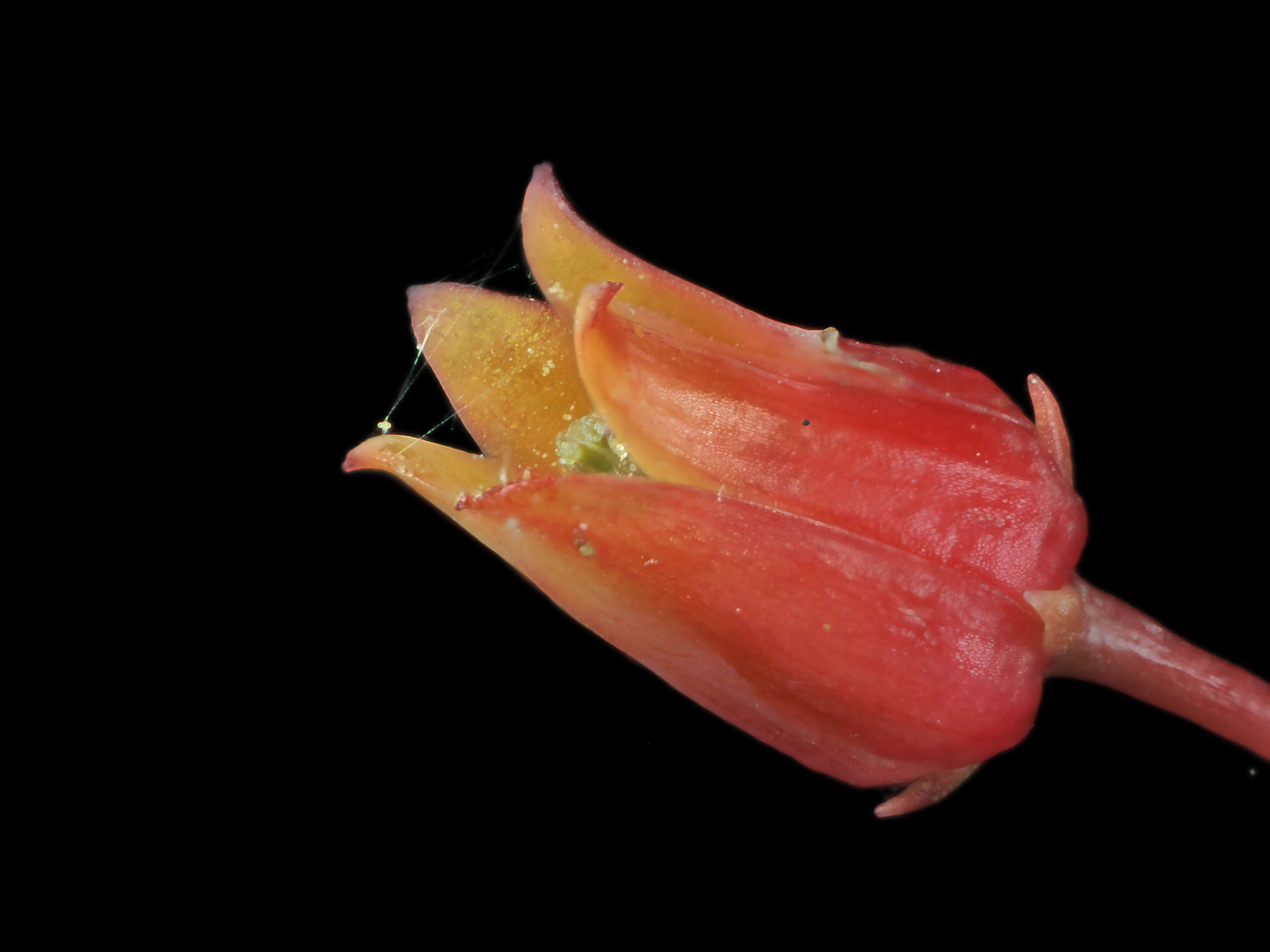 Image of Echeveria agavoides Lem.