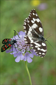 Image of marbled white