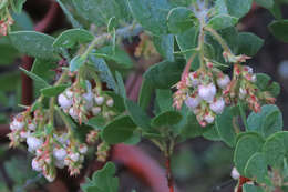 Image of Santa Catalina Island manzanita