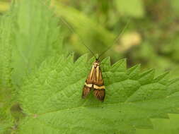 Image of fairy moths