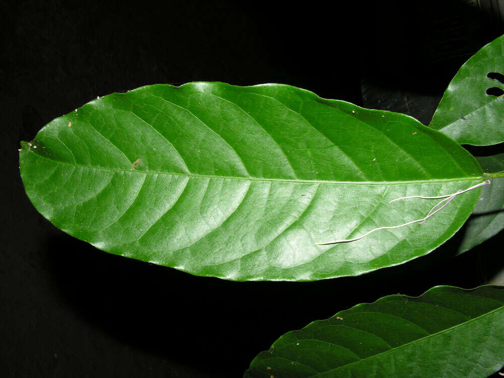 Image of Capparidastrum discolor (J. D. Sm.) Cornejo & Iltis