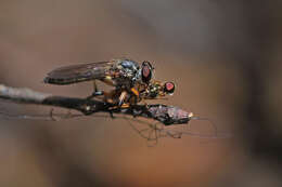 Imagem de Ommatius floridensis Bullington & Lavigne 1984