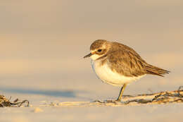 Charadrius Linnaeus 1758 resmi