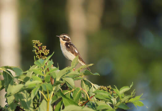 Image of Whinchat