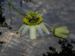 Sivun Passiflora talamancensis Killip kuva