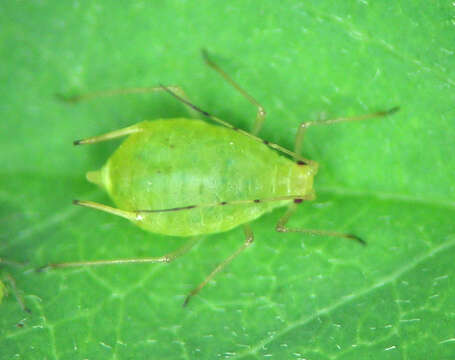 Image of Wahlgreniella