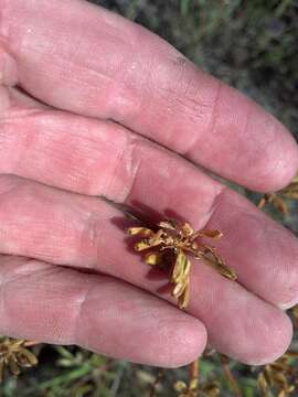 Image of broadnineleaf biscuitroot