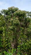 Eremanthus capitatus (Spreng.) N. F. F. Mac Leish resmi