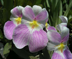 Image of Miltoniopsis