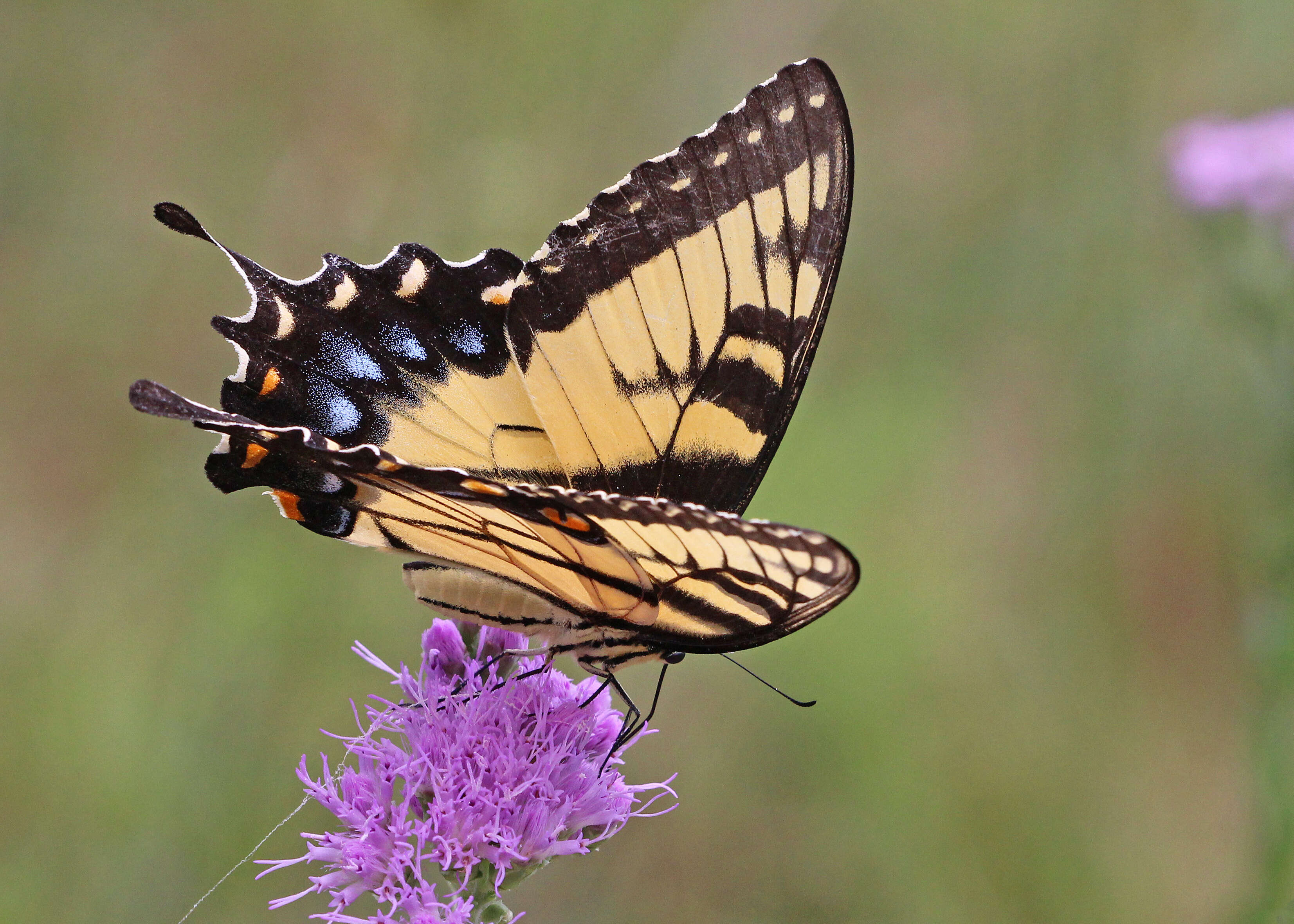 Image of Papilio