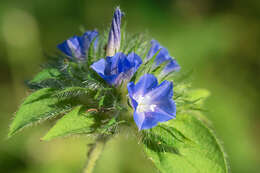 Plancia ëd Jacquemontia sphaerostigma (Cav.) Rusby