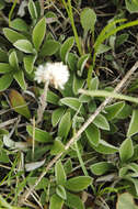 Imagem de Antennaria neglecta Greene