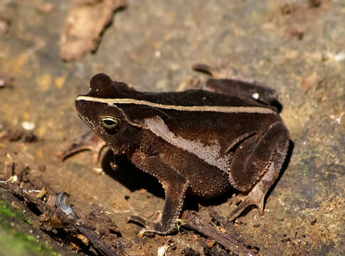 Rhinella alata (Thominot 1884)的圖片