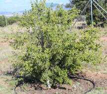 Image of Texas persimmon