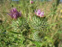 Image of Spear Thistle