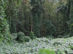 Image of kudzu