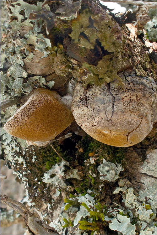 Image of Phellinus pomaceus (Pers.) Maire 1933