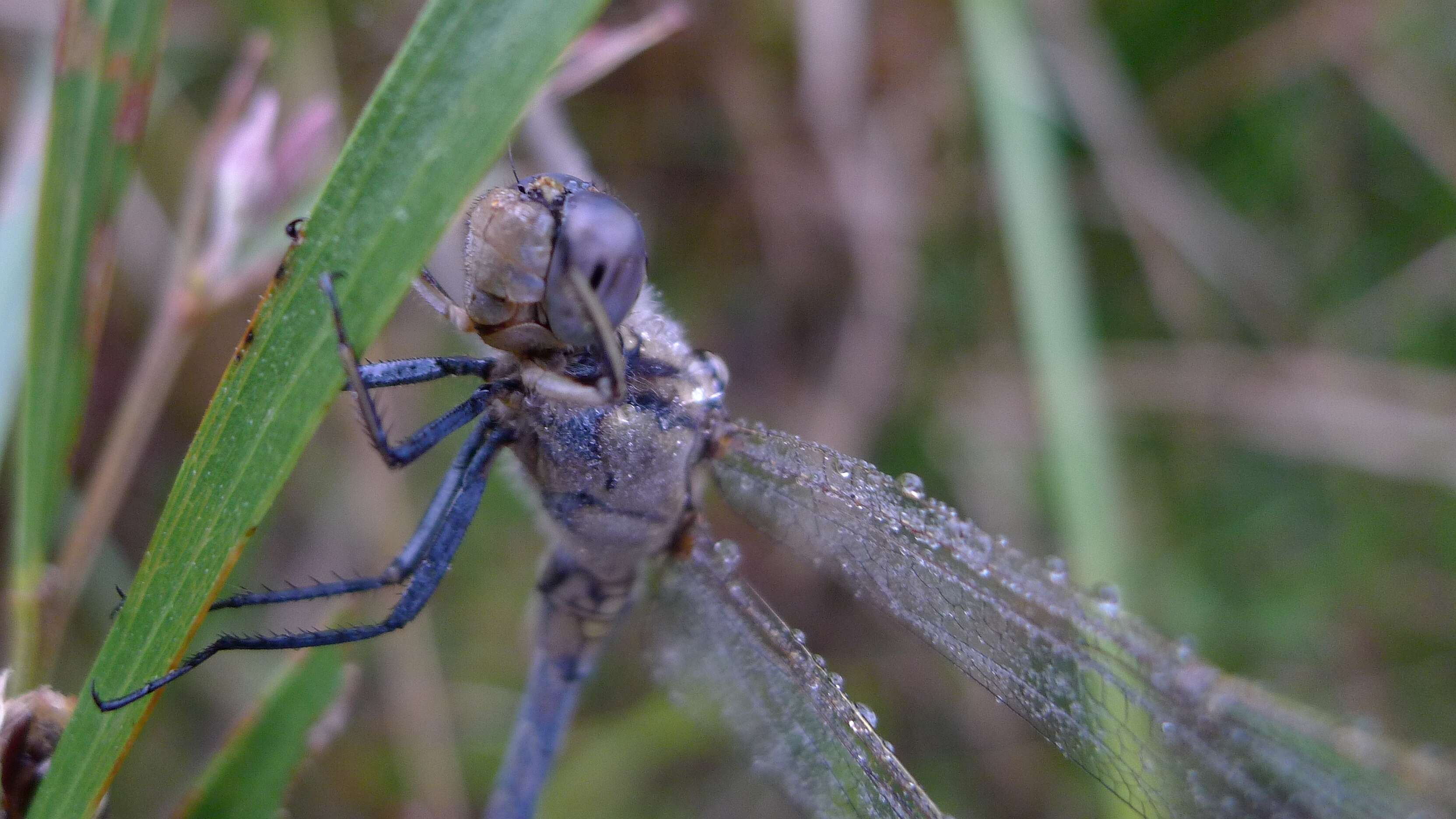 Image of Skimmers (Dragonflies)