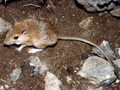 Image of gerbils, jirds, and relatives