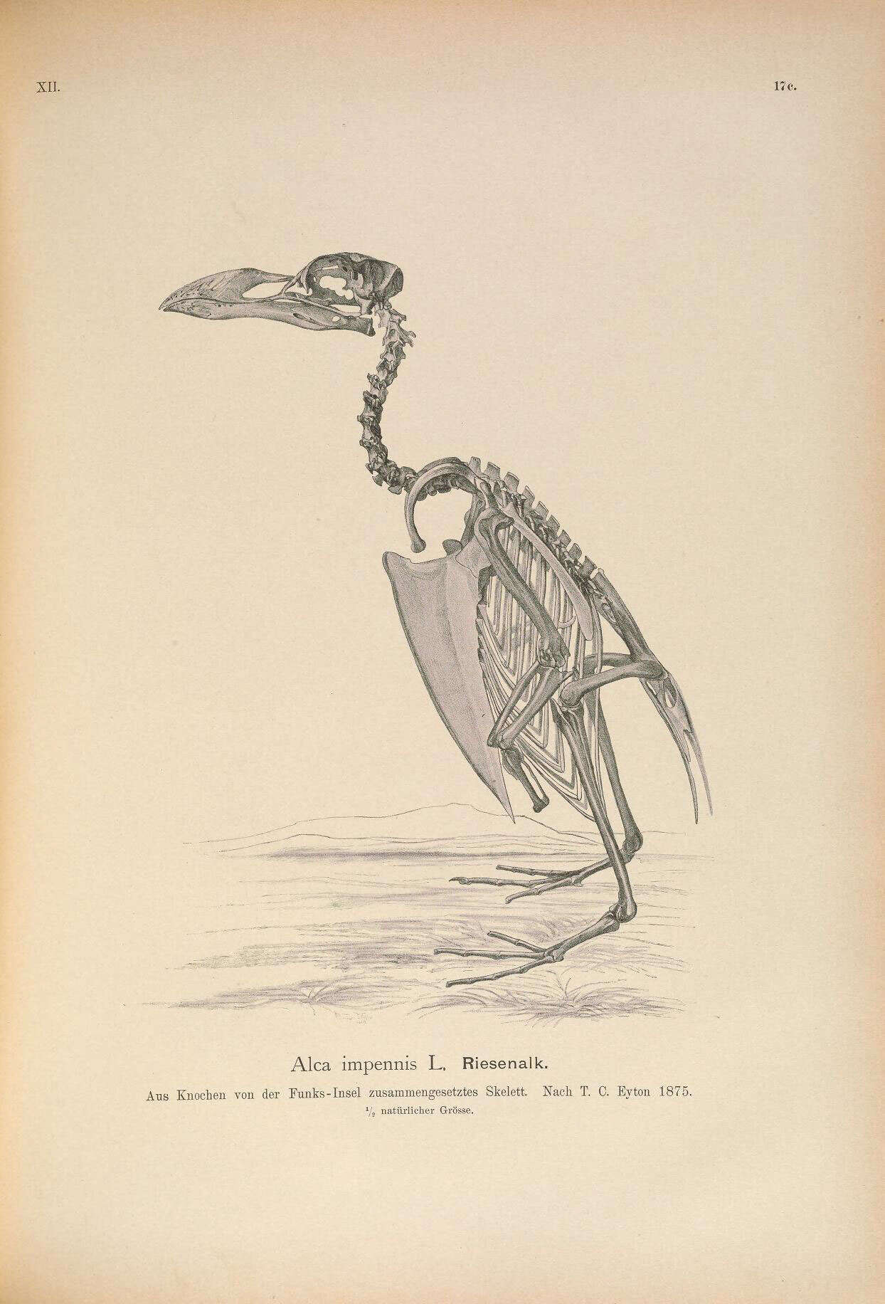 Imagem de Pinguinus Bonnaterre 1791
