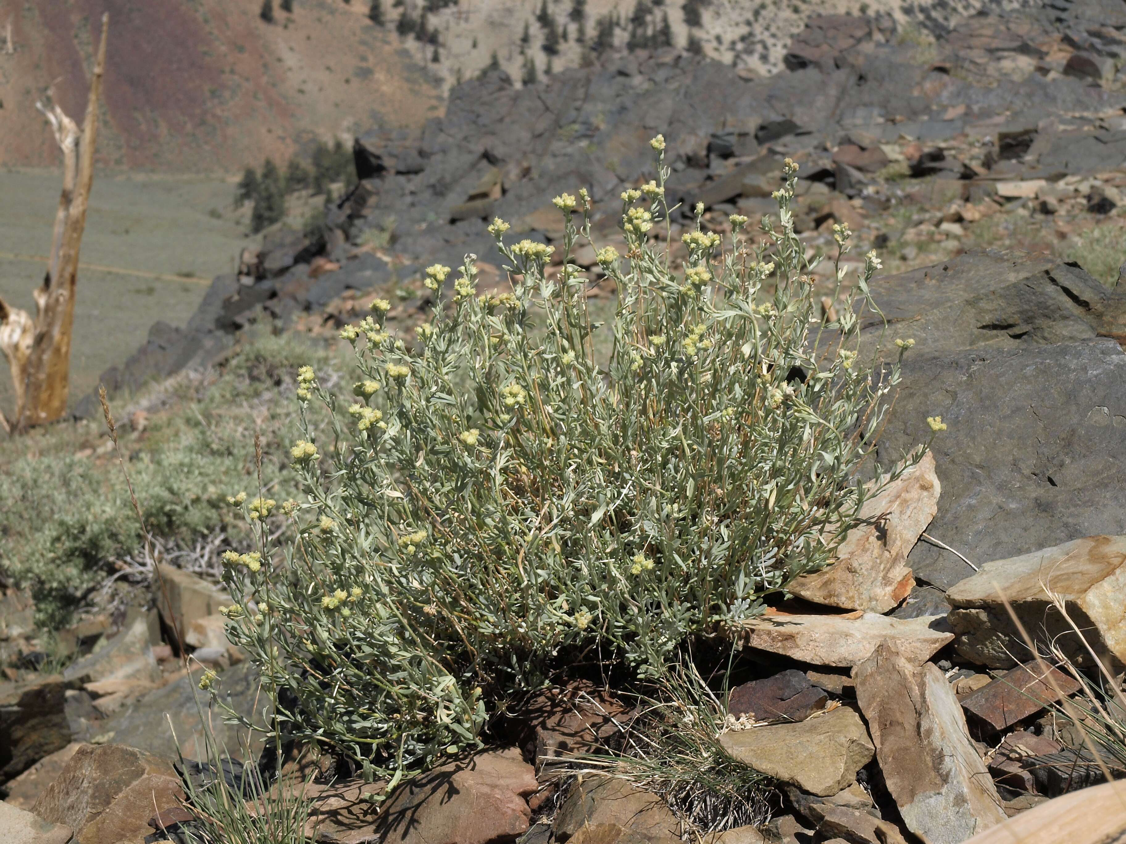 Image of gray chickensage