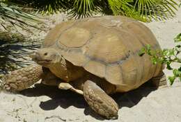 Image of spurred tortoise