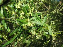 Image of Melicytus